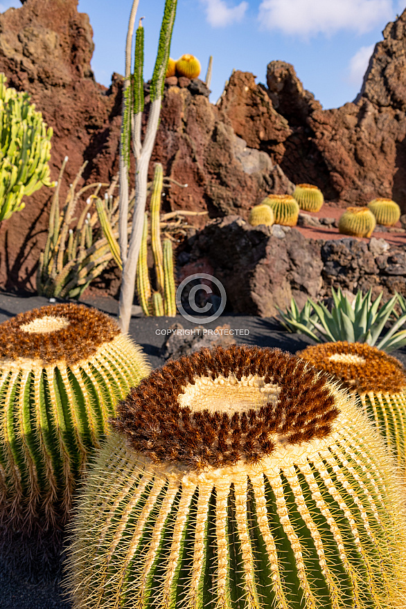 Jardín de Cactus - Lanzarote