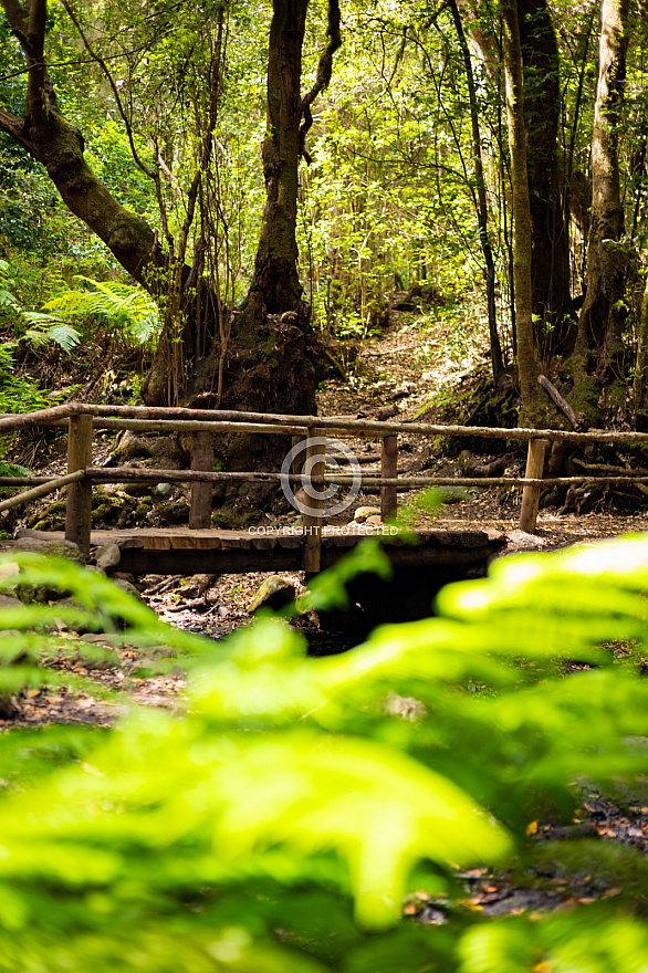 El Cedro - La Gomera