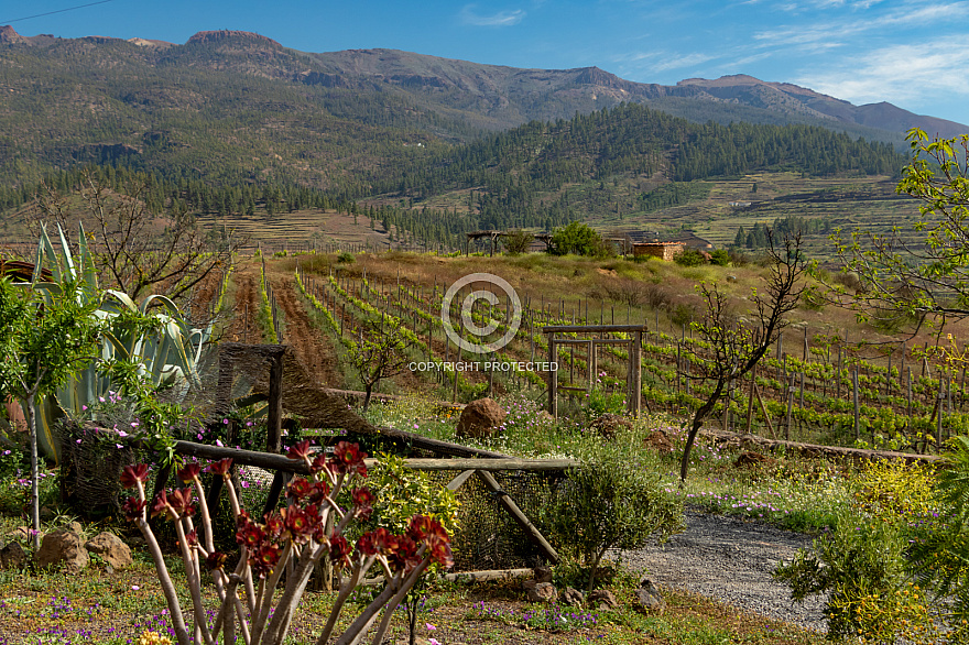 Bodega Alma de Trevejos - Tenerife