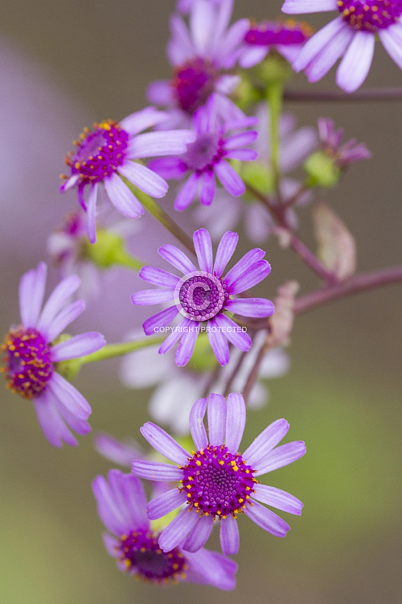 Canary Islands Flowers