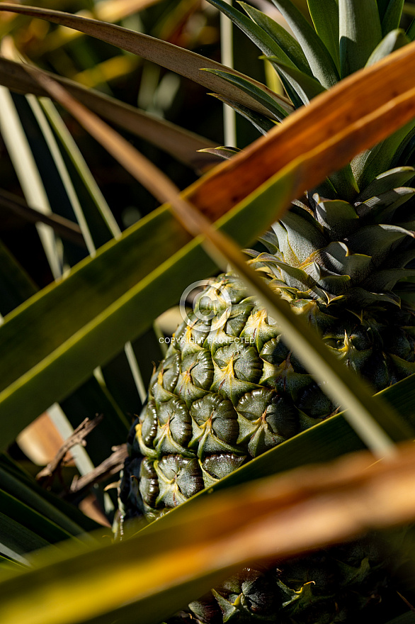 Piñas Tropicales - El Hierro