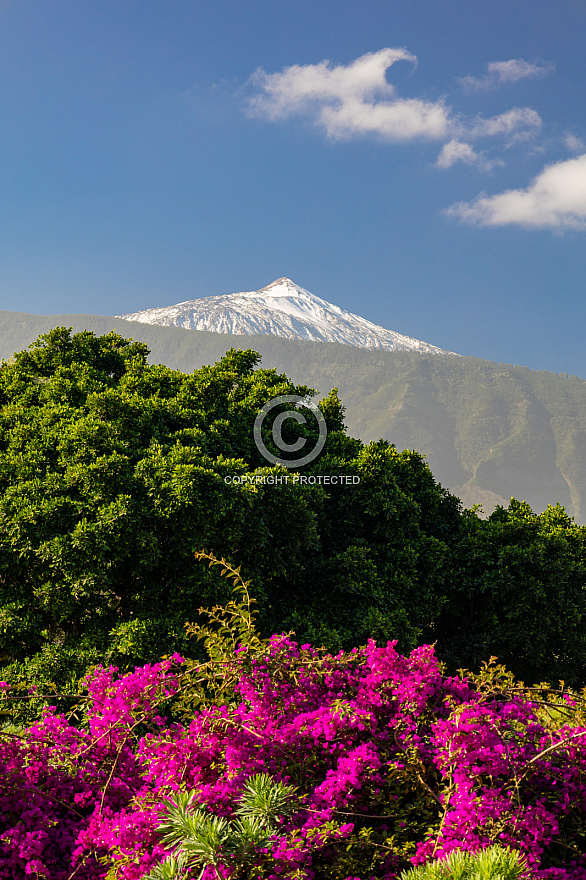 Parque de la Sortija - Tenerife