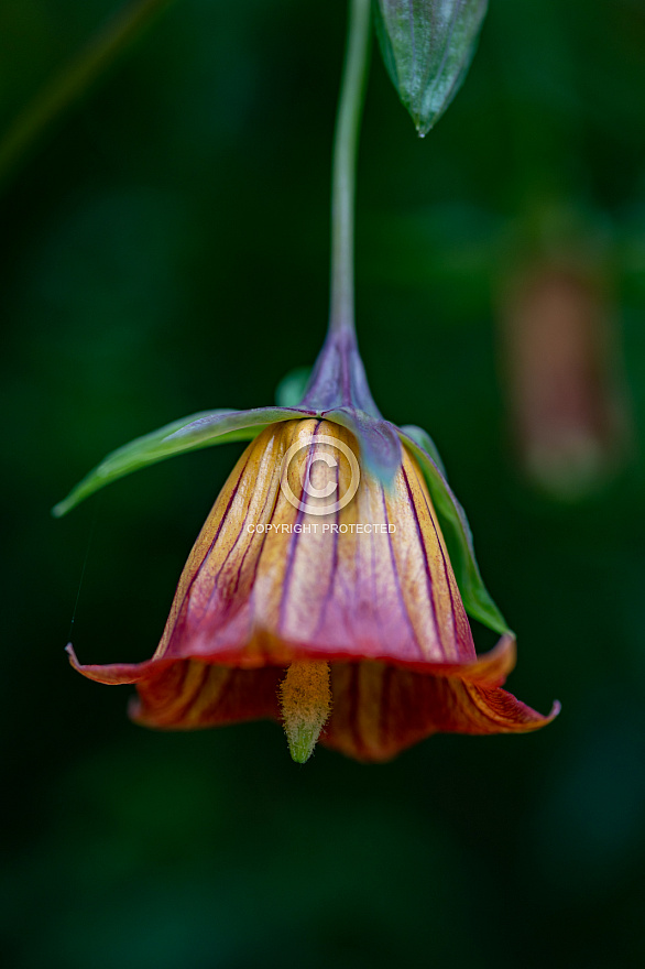 La Flor del Bicácaro