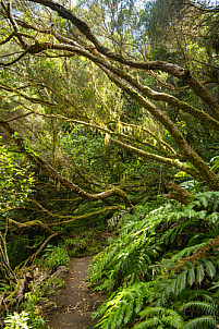 Anaga: Tenerife