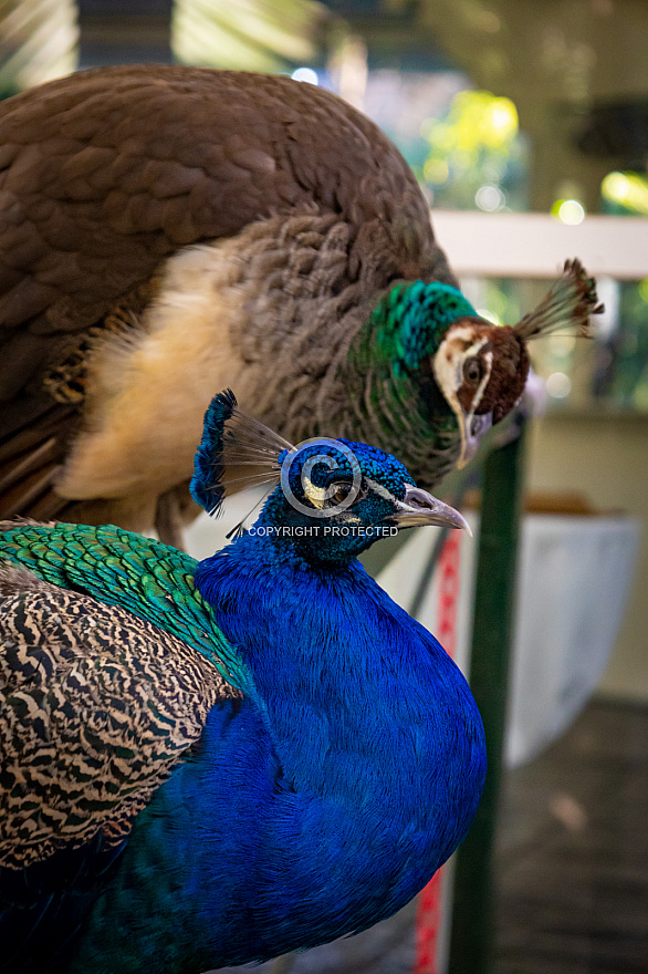 Jardín de la Marquesa - Gran Canaria