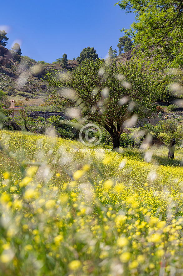 Árboles en primavera - El Hierro