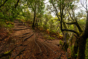 Barranco del Cedro - La Gomera