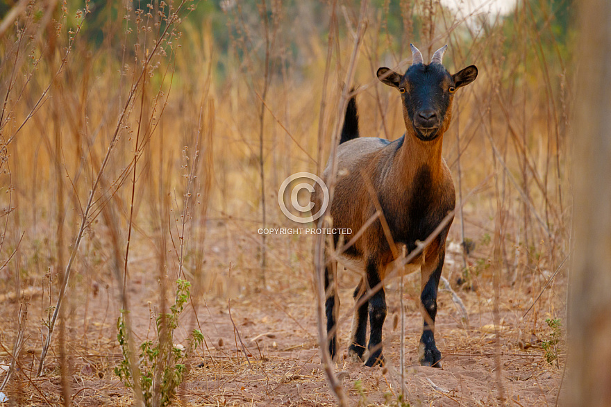 Senegal 2019