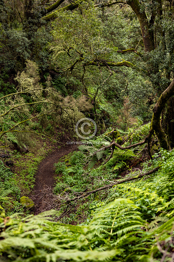 Sendero La Llanía