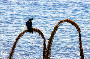 Zona Recreativa de Las Playas: El Hierro