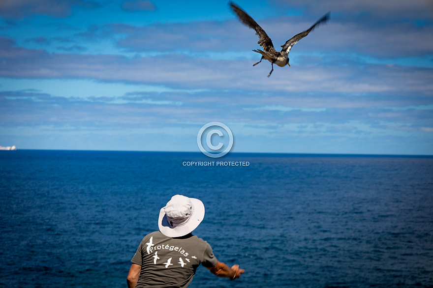 Pardelas - Shearwaters