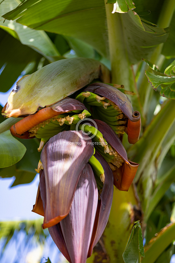 la dama - la gomera