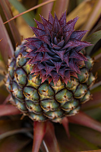 Piña - Pineapple - Ananas - El Hierro