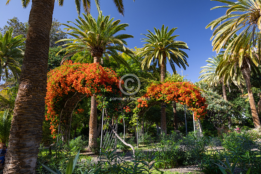 Parque García Sanabria - Santa Cruz - Tenerife