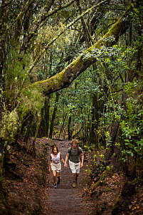 El Cedro - Garajonay