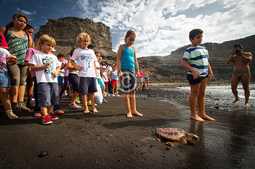 soltar pardelas & tortugas