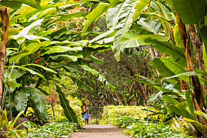 Tenerife: Jardín de Aclimatación de La Orotava