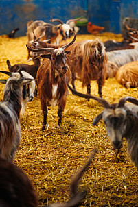 Granja Los Tumbitos - Barlovento - La Palma