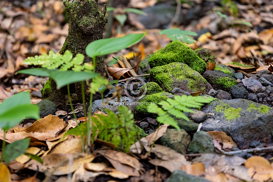 La Palma forest