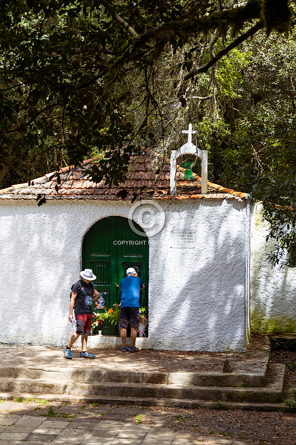 La Gomera: El Cedro