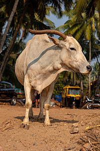 Goa - India