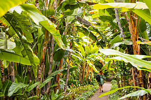 Tenerife: Jardín de Aclimatación de La Orotava