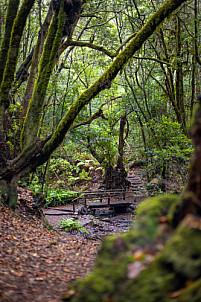 El Cedro - Garajonay