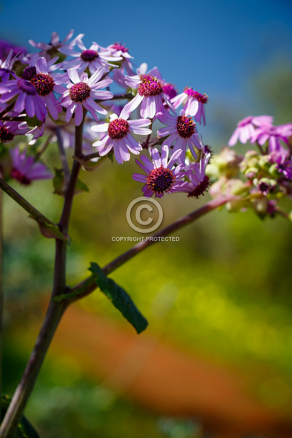 Flowers - near Teror