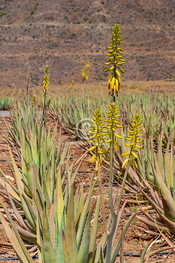 Aloe Vera