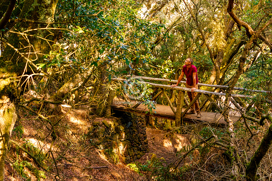 Bosque - El Hierro