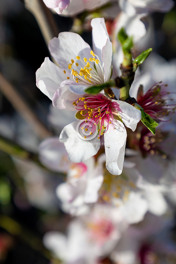 Blossom - La Palma