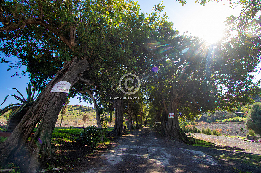 Bodega San Juan - Finca Mocanal - Gran Canaria