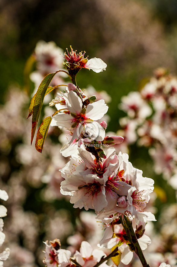 Almond blossom