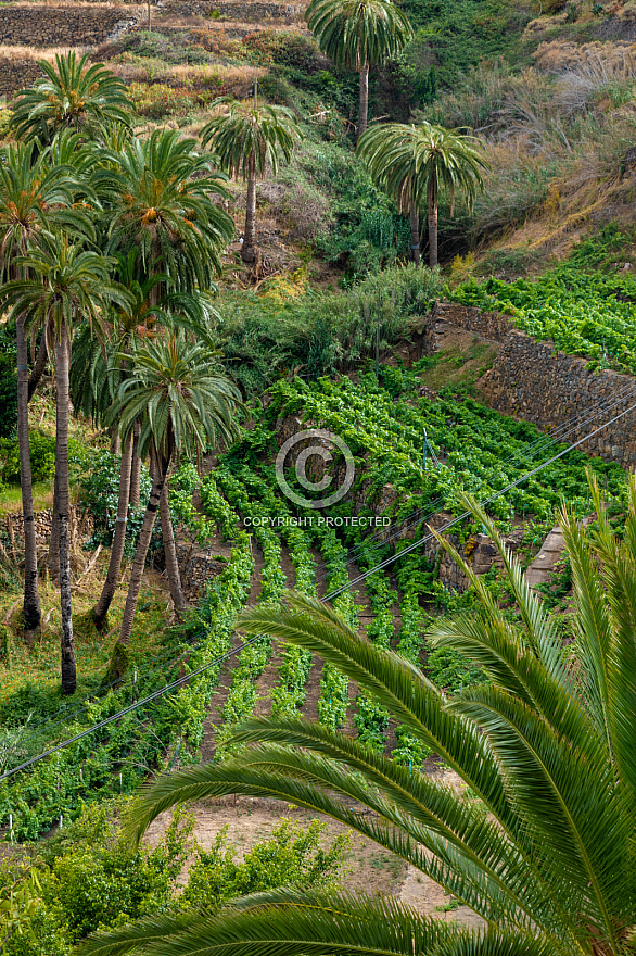 Macayo - Vallerhemoso - La Gomera