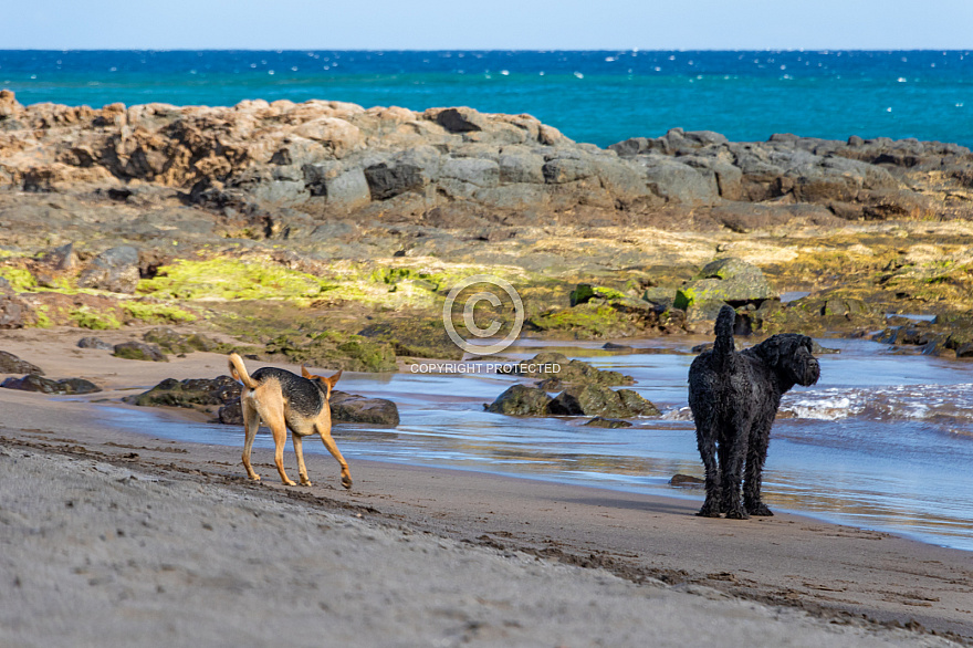 Playa del Horno - mascotas - Tenerife