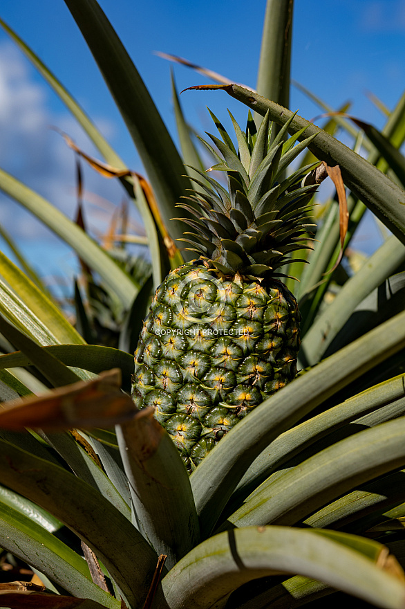 Piñas Tropicales - El Hierro