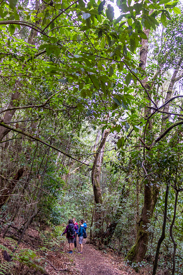 Barranco del Cedro - La Gomera