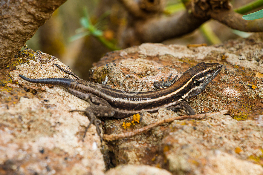 Bicho - El Hierro