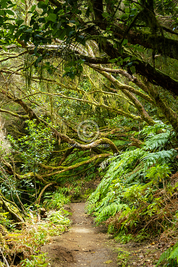 Anaga: Tenerife