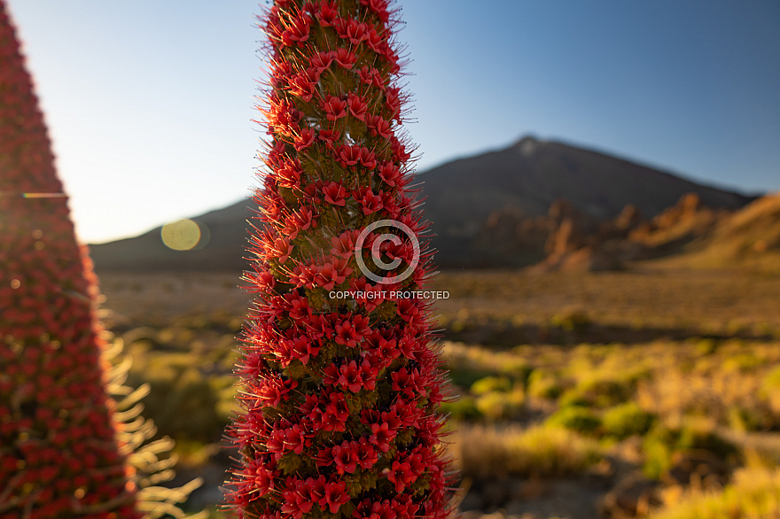 Tajinastes rojos - Cañadas del Teide - Tenerife