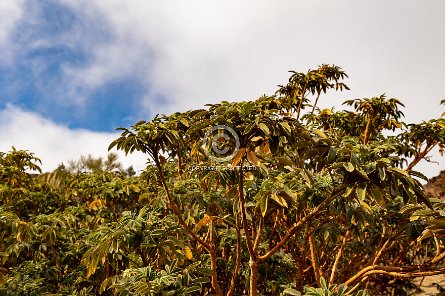 Centro de Visitantes de El Portillo Parque Nacional del Teide - Jardín Botánico - Tenerife