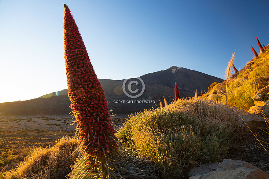 Tenerife: Las Cañadas Primavera