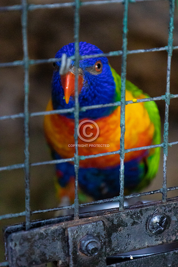 Maroparque - La Palma