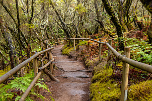 Barranco del Cedro - La Gomera