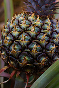 Piña - Pineapple - Ananas - El Hierro