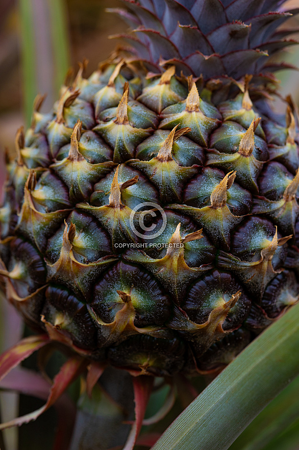 Piña - Pineapple - Ananas - El Hierro