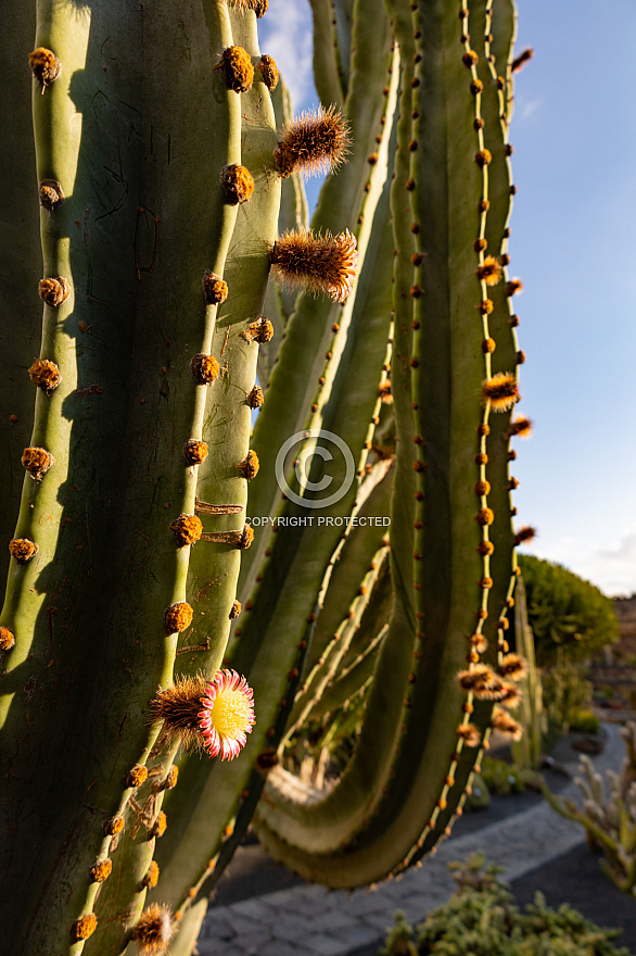 Jardín de Cactus - Lanzarote