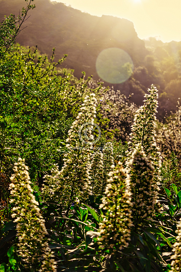 flowering plants in Agaete Valley