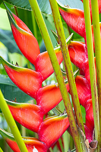 Tenerife: Jardín de Aclimatación de La Orotava