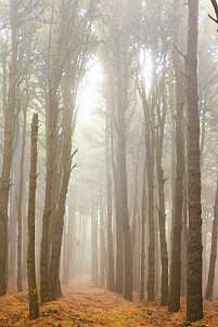 El Pinar: El Hierro